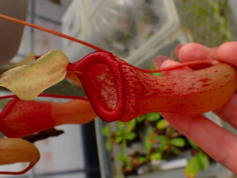 11/30まで ウツボカズラ　N.アッテンボロギー　食虫植物 ネペンテス アッテンボロギー〜2025夏 | 食虫植物に魅了された男の栽培