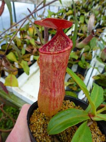 Nepenthes（ネペンテス/ウツボカズラ）の商品一覧 | Y's Exotics （山田食虫植物農園）