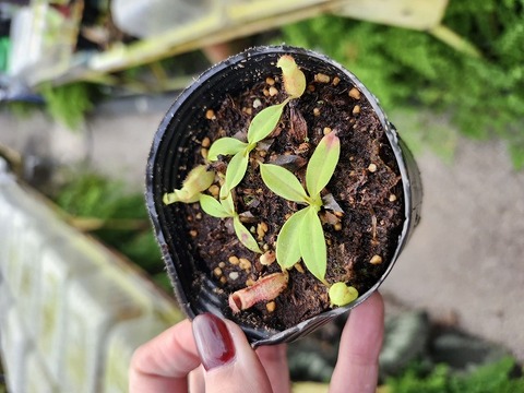 商品一覧 - Y's Exotics （山田食虫植物農園）