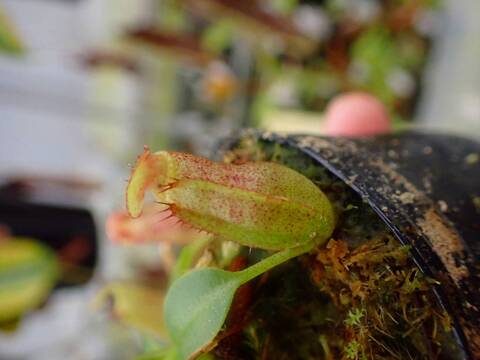 商品一覧 - Y's Exotics （山田食虫植物農園）