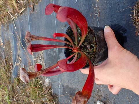 食虫植物　お知らせ用 食虫植物 お知らせ用