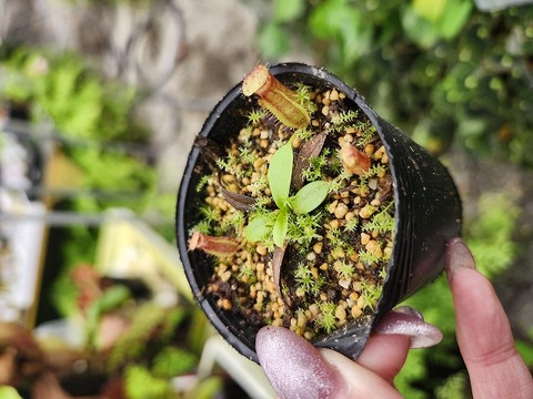 teatネペン Nepenthes（ネペンテス/ウツボカズラ）の商品一覧 | Y's Exotics