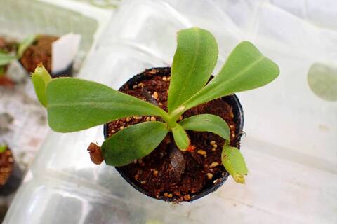 ティート　ネペン　teat Nepenthes（ネペンテス/ウツボカズラ）の商品一覧 | Y's Exotics