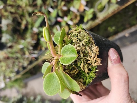 J119 1-3 N. nebularm sibcross Y's 