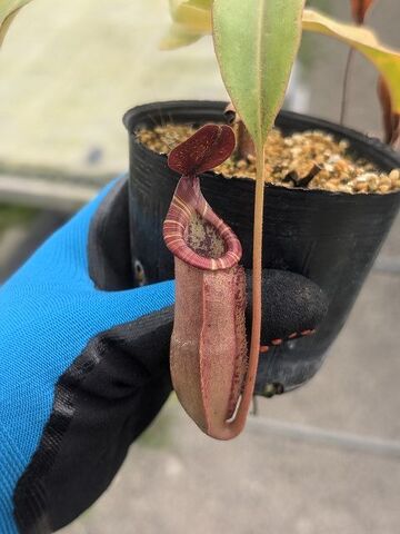 Nepenthes（ネペンテス/ウツボカズラ）の商品一覧 | Y's Exotics （山田食虫植物農園）