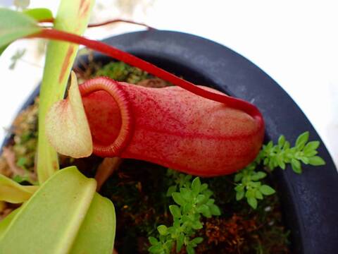 P406 5-3 N. (ventricosa x sibuyanensis squat) x (ventricosa x sibuyanensis) Y's