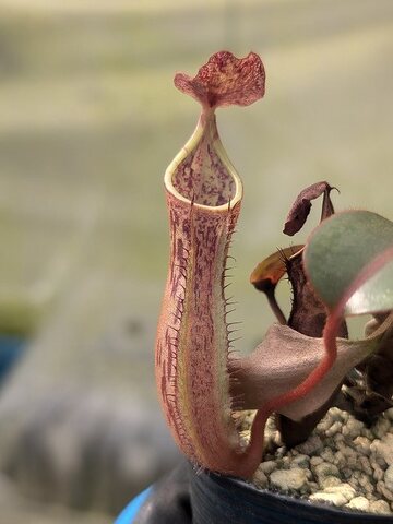 Nepenthes（ネペンテス/ウツボカズラ）の商品一覧 | Y's Exotics （山田食虫植物農園）