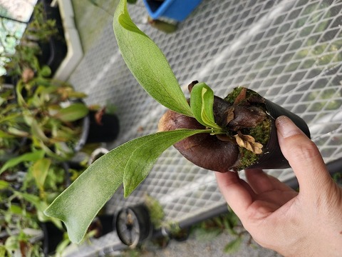 G946 5-3 Platycerium 