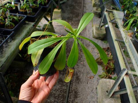 商品一覧 - Y's Exotics （山田食虫植物農園）