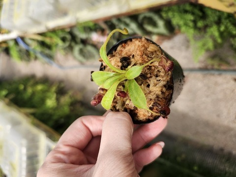 商品一覧 - Y's Exotics （山田食虫植物農園）