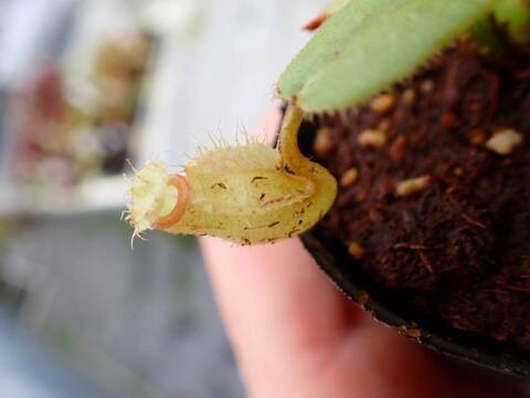 Y987 5-1 [YA-29] N. vieillardii mt. Kagnis Giant Y's Lab