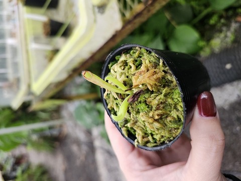 h*k様 ガステリア　バリエガタ h*k様 ガステリア バリエガタ Gasteria batesiana f.variegata