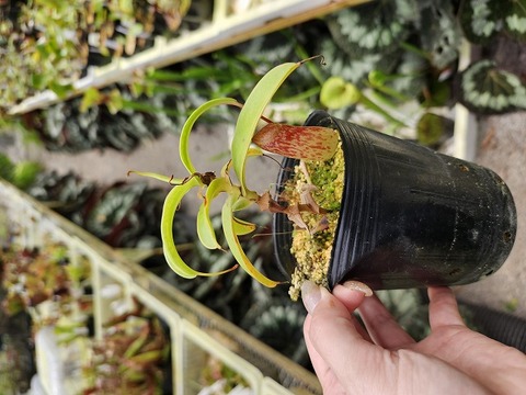 Nepenthes（ネペンテス/ウツボカズラ）の商品一覧 | Y's Exotics