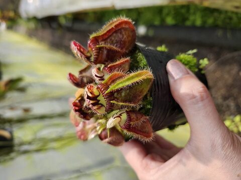Cephalotus follicularis ex Botanical Garden Wilhelma CK
