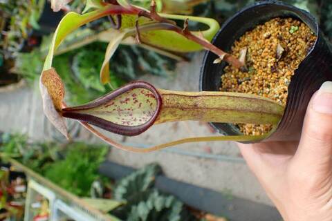 Y's Exotics （山田食虫植物農園）