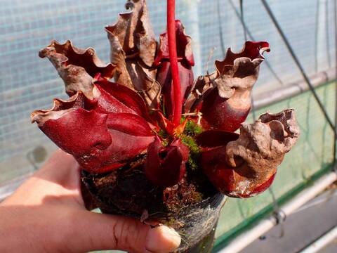 y*t様 windsorii 国内播種 国内実生 美株 良型 コレクション株 商品一覧 - Y's Exotics （山田食虫植物農園）