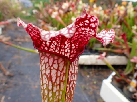 く*い様 食虫植物　サラセニア　ももいろといき 食虫植物】聖地サラセニア畑を1年で1番良い季節に愛でよう