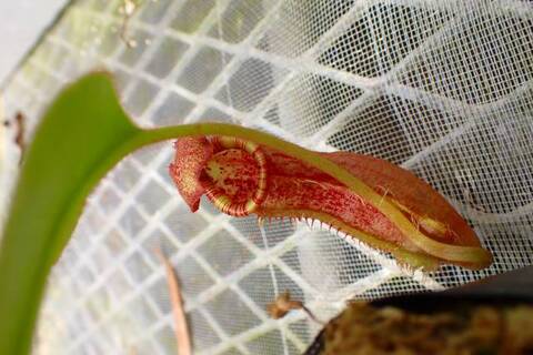 特③現品限り超特大な壺を持つネペンテス・ミランダ Nepenthes（ネペンテス/ウツボカズラ）の商品一覧 | Y's Exotics
