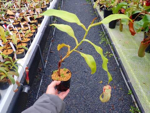 商品一覧 - Y's Exotics （山田食虫植物農園）
