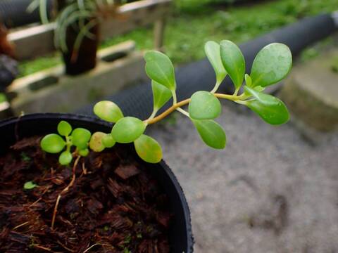 P258 3-1  Pachycentria glauca, ant plant, white flower, grows together with ant tubers CK