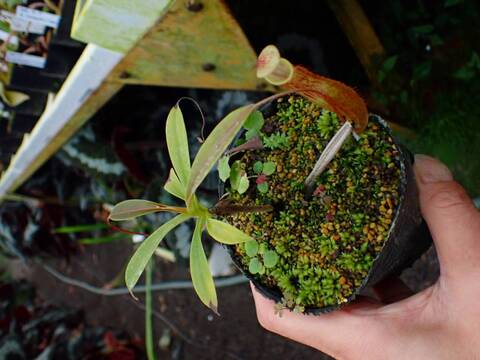 Y's Exotics （山田食虫植物農園）