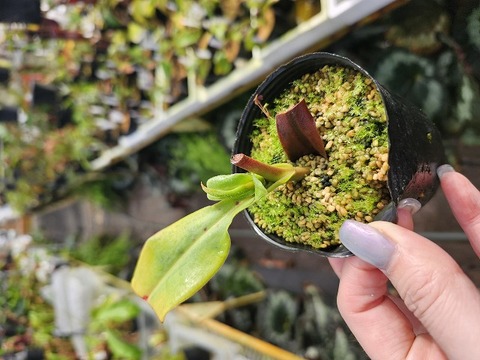 Y814 1-2 N. lingulata x truncata -red EP