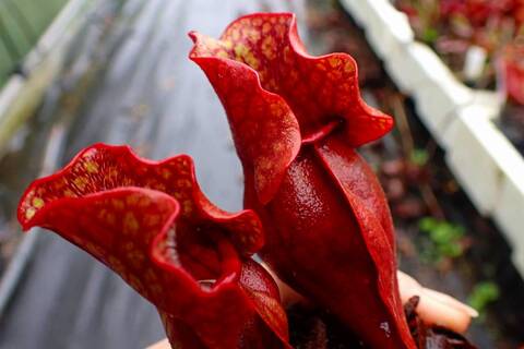 ビースト　産　子株 商品一覧 - Y's Exotics （山田食虫植物農園）