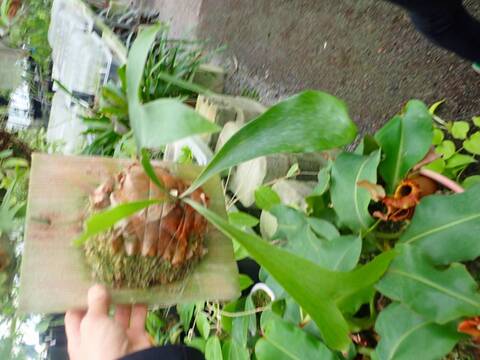 Platycerium (ビカクシダ)の商品一覧 | Y's Exotics （山田食虫植物農園）