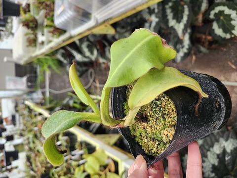 NEPETHICA ネペンテス SEALED BOTTLE PLANTS 商品一覧 - Y's Exotics （山田食虫植物農園）