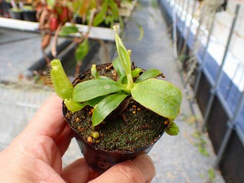 J556 5-1 [YA-62] N. veitchii `Akazukin' x veitchii (Bario stripe) Y's Lab