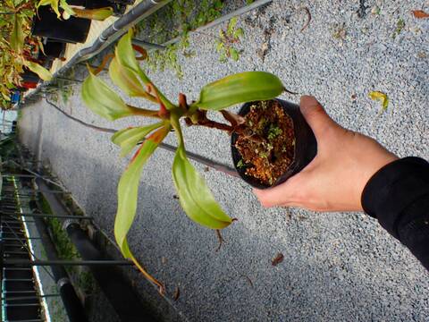 J149 5-3 N. burkei x truncata EP