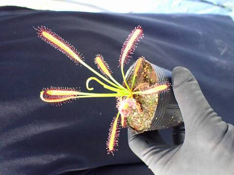 Y736 4-1 D. capensis narow leaf