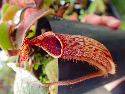 Y's Exotics （山田食虫植物農園）