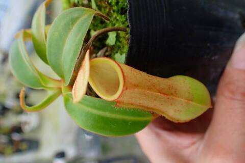 商品一覧 | Y's Exotics （山田食虫植物農園）