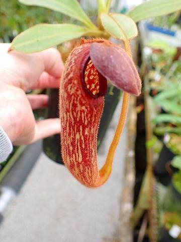 Nepenthes（ネペンテス/ウツボカズラ）の商品一覧 | Y's Exotics （山田食虫植物農園）