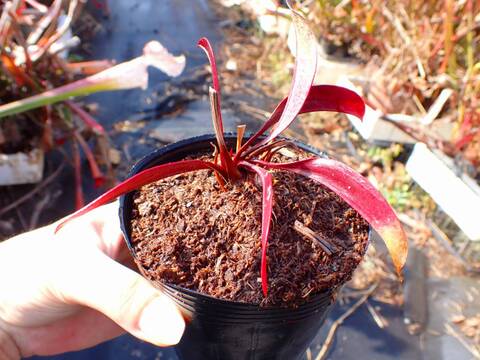 商品一覧 - Y's Exotics （山田食虫植物農園）