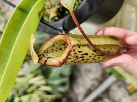 Nepenthes（ネペンテス/ウツボカズラ）の商品一覧 | Y's Exotics （山田食虫植物農園）