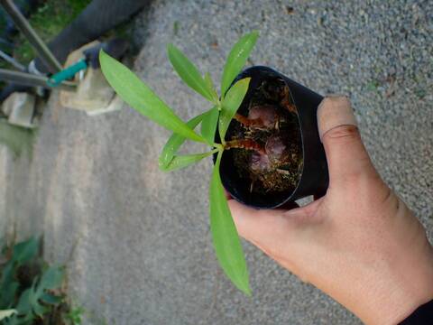 G654 3-1 Myr. Tuberosa CK