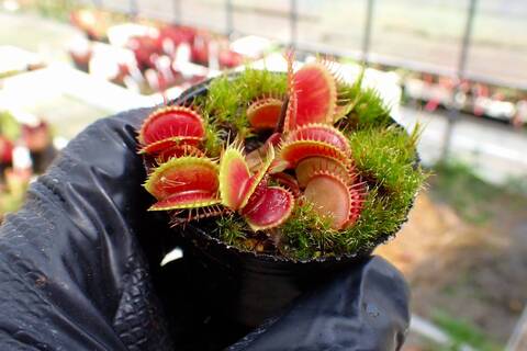 Dionaea muscipula（ハエトリソウ）の商品一覧 | Y's Exotics （山田