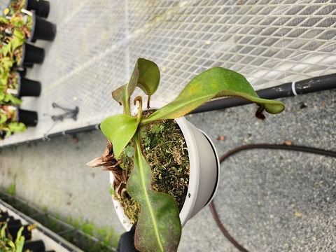 E118 5-1 N. veitchii Bario x veitchii striped peristome/ pink/red speckled pitcher BE