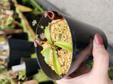 Nepenthes（ネペンテス/ウツボカズラ）の商品一覧 | Y's Exotics