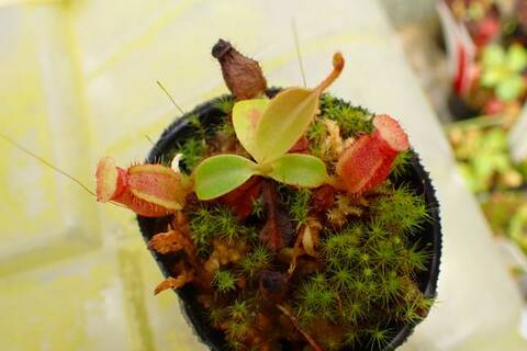 Nepenthes（ネペンテス/ウツボカズラ）の商品一覧 | Y's Exotics