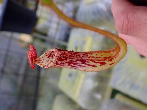 O163 1-4 N. stenophylla Thomas Alt