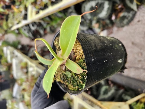 商品一覧 - Y's Exotics （山田食虫植物農園）