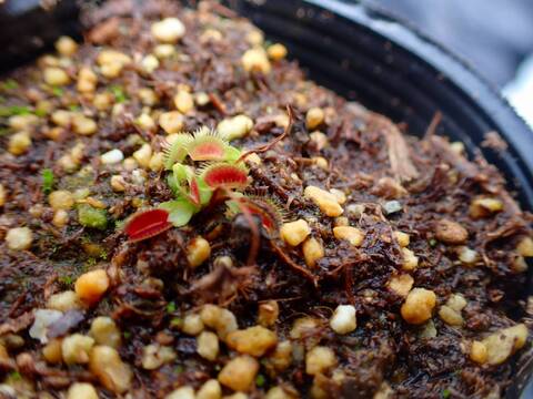 J540 5-2 Dionaea muscipula `BCP Phalanx Bimbo' {extra long teeth}  [BCP #1622-03] BCP