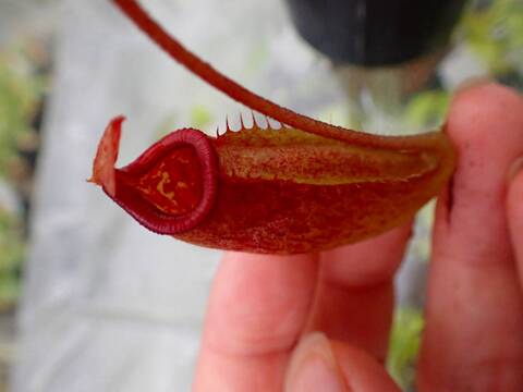 G841 5-1 N. (truncata x ephippiata) x palawanensis #NNN