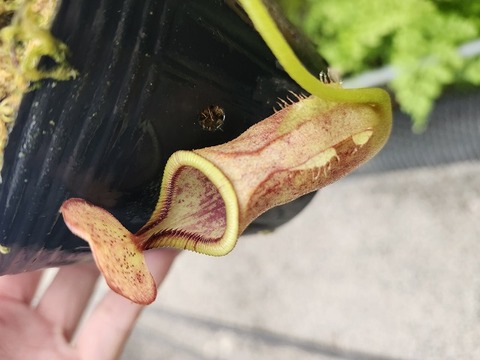 Nepenthes（ネペンテス/ウツボカズラ）の商品一覧 | Y's Exotics