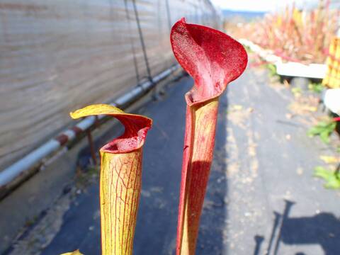 商品一覧 - Y's Exotics （山田食虫植物農園）