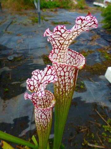 Sarracenia（サラセニア）の商品一覧 | Y's Exotics （山田食虫