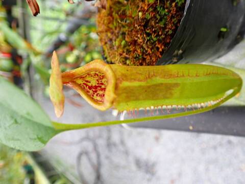 684〓希少Talisia sp. Maranhao タリシア [限定1鉢] 684〓希少Talisia sp. Maranhao タリシア [限定1鉢] - メルカリ